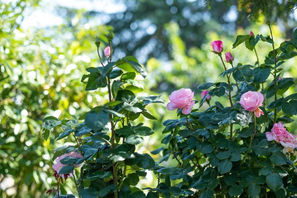 Bois Et Chiffons Famille Et Confort Siorac-en-Périgord Kültér fotó